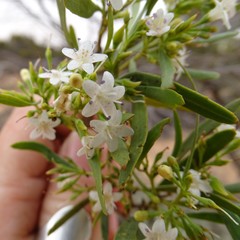 Myoporum platycarpum