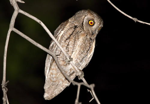 Eurasian Scops-Owl, photo 7 of 9