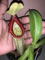 Nepenthaceae