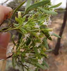 Myoporum platycarpum
