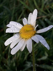 Leucanthemum vulgare