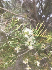 Melaleuca rhaphiophylla