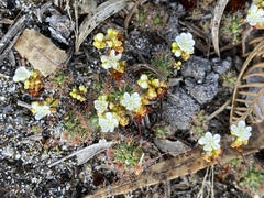 Drosera micrantha