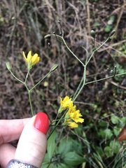 Lapsana communis