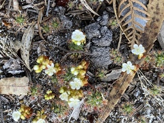 Drosera micrantha