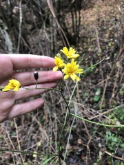 Lapsana communis