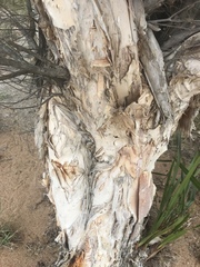 Melaleuca rhaphiophylla