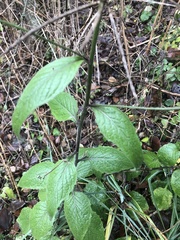 Lapsana communis