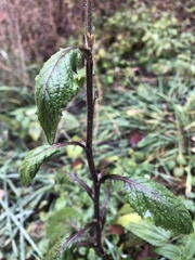 Asteraceae