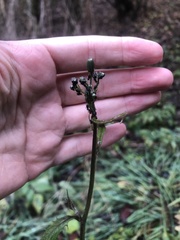 Asteraceae