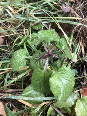 Asteraceae