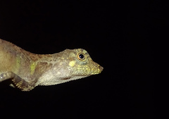 Aphaniotis acutirostris