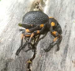 Brachycerus labrusca