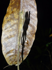 Aphaniotis acutirostris