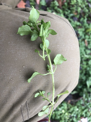 Stellaria media