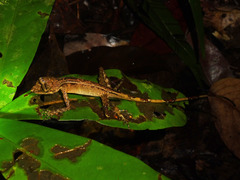 Aphaniotis acutirostris