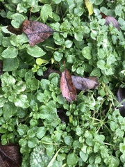 Stellaria media