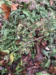 Capsella bursa-pastoris