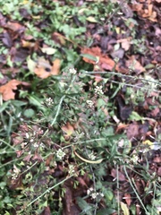 Capsella bursa-pastoris
