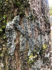 Tephromelataceae