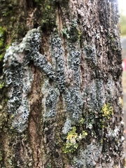 Tephromelataceae