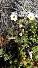 Oxalis enneaphylla