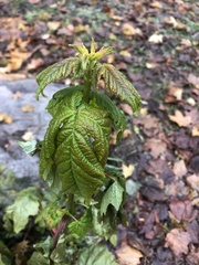 Acer