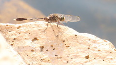 Orthetrum sabina