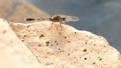 Orthetrum sabina