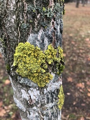 Xanthoria parietina