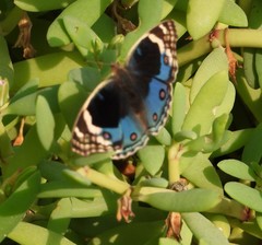 Junonia orithya here
