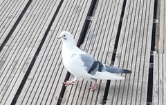 Columba livia domestica