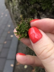 Porella platyphylla
