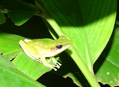 Chalcorana parvaccola