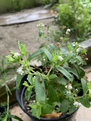 Stevia rebaudiana