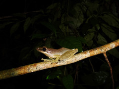 Chalcorana parvaccola