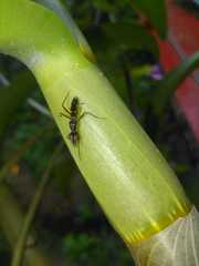 Cardiacephala guttata