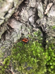 Pyrrhocoris apterus