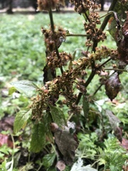 Rumex obtusifolius