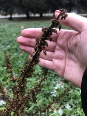Rumex obtusifolius