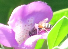 Apis florea
