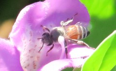 Apis florea