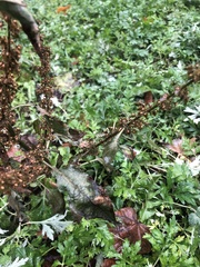 Rumex obtusifolius
