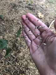 Lapsana communis