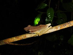 Chalcorana parvaccola