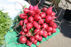 Raphanus sativus radicula