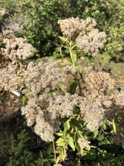 Zanthoxylum hirsutum