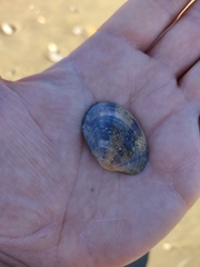 Ruditapes philippinarum