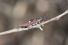 Rhinotia centralis