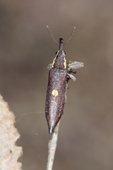 Rhinotia centralis